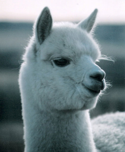 Close-up van een witte alpaca in het hoogland van de Andes